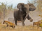 عکس درگیری فیل با کفتارها