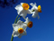 عکس گل نرگس بسیار زیبا