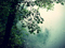 طبیعت باران و مه در جنگل