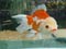 ماهی گلدفیش اوراندا