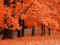 منظره درختان پاییزی نارنجی