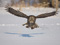 پرواز پرنده جغد روی برف ها