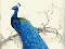 نقاشی طاووس آبی