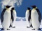 تصویر 4 پنگوئن بزرگ