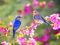 پرندگان آواز خوان در بهار