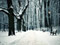 عکس زمستانی برفی پارک جنگلی
