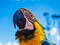 عکس طوطی ماکائو آبی طلایی