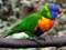 عکس پرنده طوطی رنگارنگ