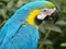 عکس طوطی آبی برزیلی
