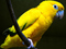 عکس طوطی زرد