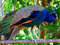 عکس پرنده طاووس در باغ وحش