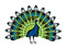 نقاشی کارتونی پرنده بهشتی طاووس