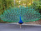 طاووس زیبا با پرهای باز