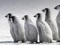 عکس بچه پنگوئن های امپراتور
