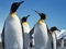 عکس پنگوئن ها