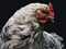 عکس نمای نزدیک مرغ و خروس