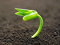 عکس رویش و جوانه زدن گیاه از خاک