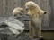 خرس قطبی در باغ وحش