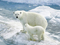 خرس قطبی روی یخ