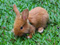 عکس خرگوش حنایی خوشگل کوچولو