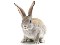 تصویر خرگوش با زمینه سفید