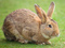 عکس خرگوش ها
