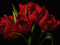 دسته گل لاله قرمز بسیار زیبا