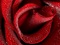 عکس بزرگ از گل رز سرخ