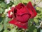 گل رز سرخ مخملی طبیعی