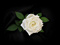 عکس گل رز سفید با زمینه سیاه