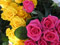 عکس گل رز زرد و صورتی طبیعی