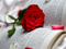 عکس عاشقانه شاخه گل رز