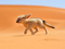 بچه روباه صحرایی