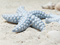 عکس ستاره دریایی آبی در ساحل