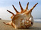 عکس صدف دریایی بزرگ عجیب