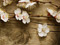 پوستر شکوفه گل بهاری سفید