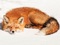عکس جالب خواب روباه حنایی