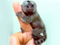 کوچکترین میمون دنیا