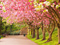 شکوفه درختان بهاری