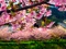 شکوفه بهاری درخت گیلاس