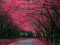 جاده شکوفه های درخت گیلاس