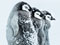 جوجه پنگوئن ها در طوفان قطبی