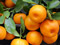عکس میوه درخت نارنگی
