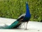 عکس منتخب طاووس زیبا