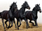 عکس سه اسب سیاه در حال دویدن