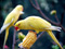 عکس پرنده طوطی زرد
