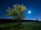تک درخت زیبا در شب