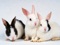 عکس خرگوش های گوش دراز