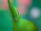 پرنده بهشتی توراکو