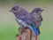عکس دو پرنده آبی زیبا کمیاب